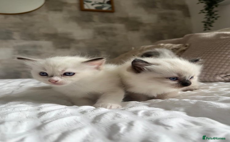 Ragdoll cats - Advert 3
