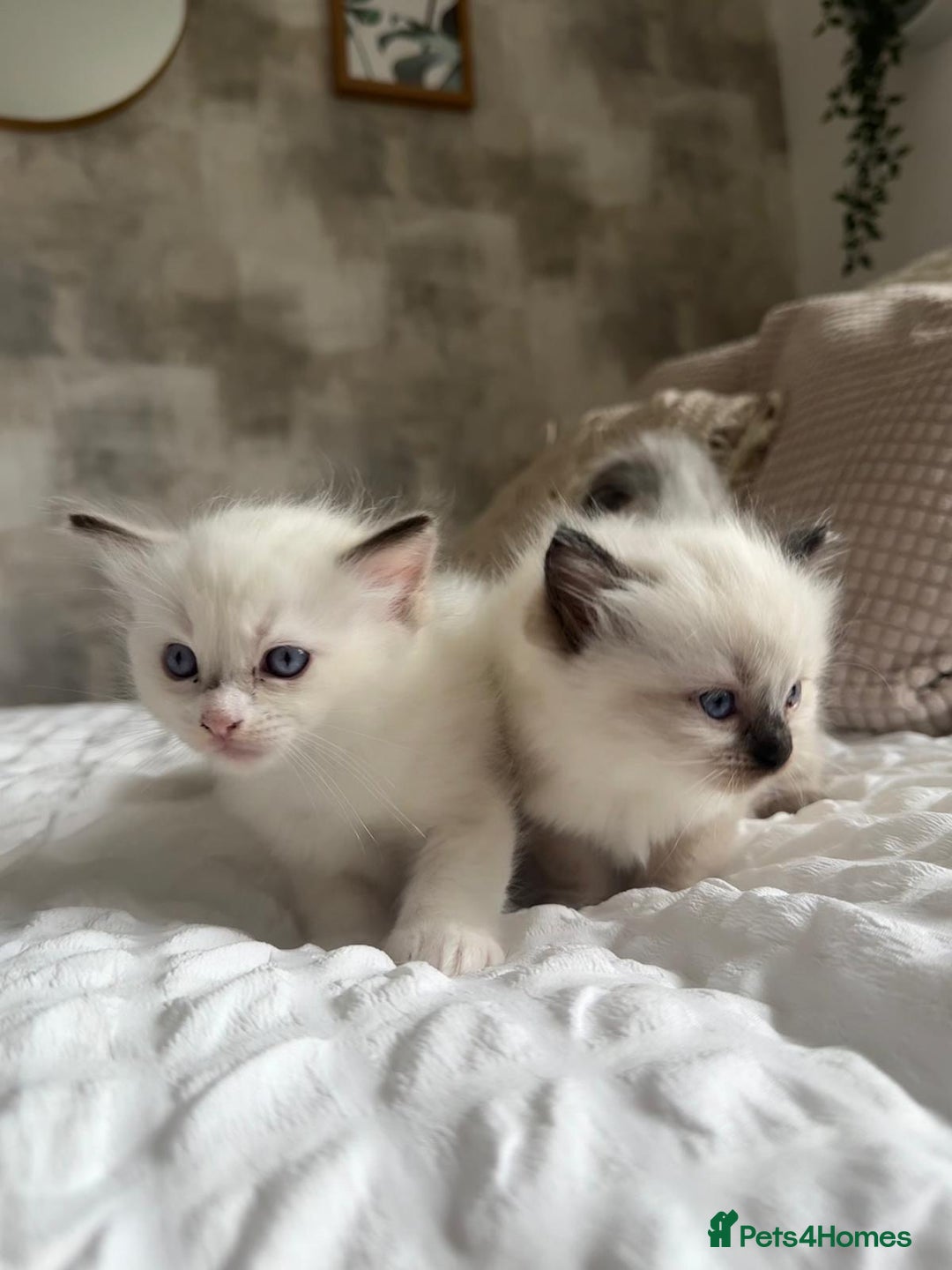 Ragdoll cats for sale: 🌸 Beautiful Purebred Ragdoll Kittens 🌸 - Image 1