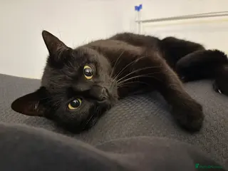 Bombay cats 5year old pheobe - Advert 15