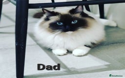 Ragdoll cats for sale: Stunning ragdoll kittens  - Advert 19