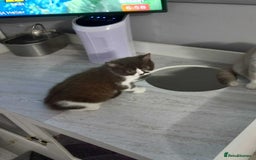 British Shorthair cats for sale: quality kittens gccf registered - Image 11