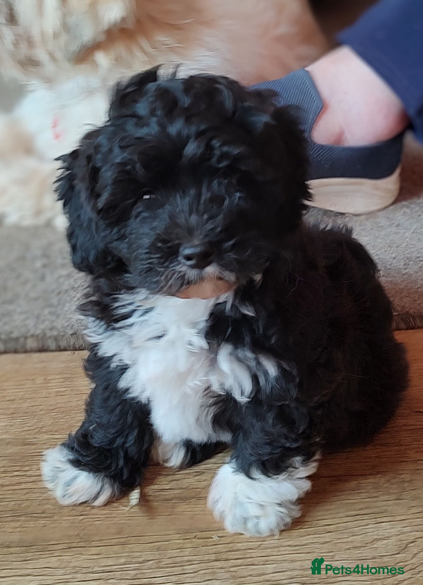 Lhasapoo dogs Poodle x (Lhasapoo) puppy **stunning little boy ** - Advert 1