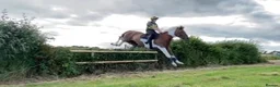 English Thoroughbred horses for sale: prince for sale. in Llantwit Major - Advert 5