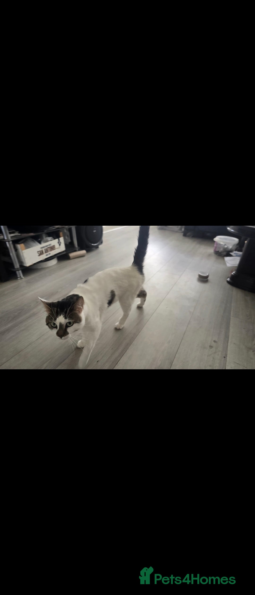 Mixed Breed cats for stud: Tom the cat for adoption no fee required - Image 2