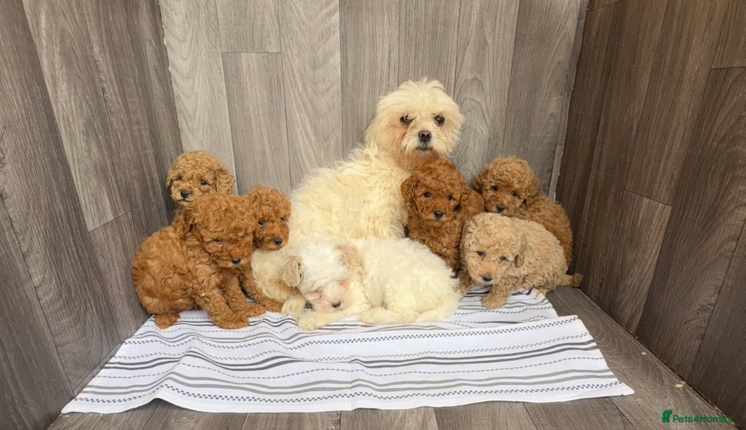 Maltipoo dogs for sale: Miniature F1 multipoo puppies - Image 5