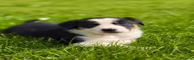Australian shepherd cross