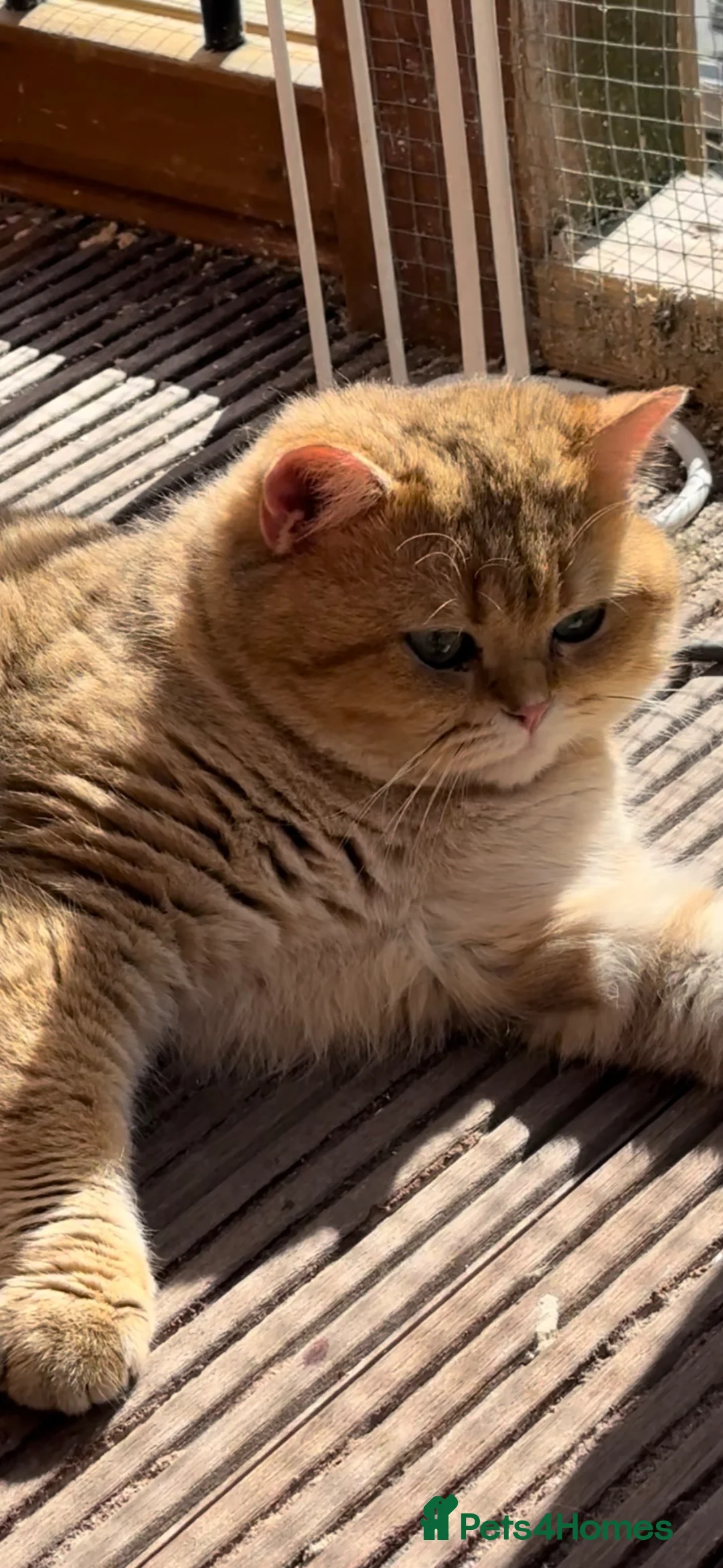 British Shorthair cats for stud: Stunning Chunky Leo - Advert 2