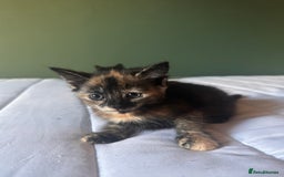 Domestic Shorthair cats for sale: Adorable fluffy kittens for sale!! - Image 4