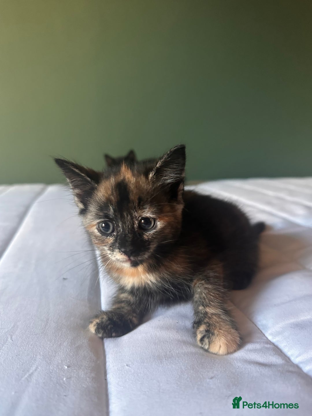 Domestic Shorthair cats for sale: Adorable fluffy kittens for sale!! - Image 4