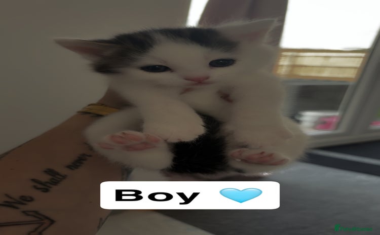 Mixed Breed cats - Advert 16