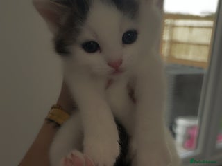 Mixed Breed cats - Advert 6