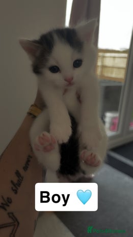 Mixed Breed cats - Advert 16