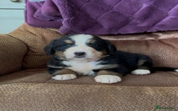 Bernese Mountain Dog dogs for sale: KC Reg Bernese Mountain Dog Puppies - Image 8