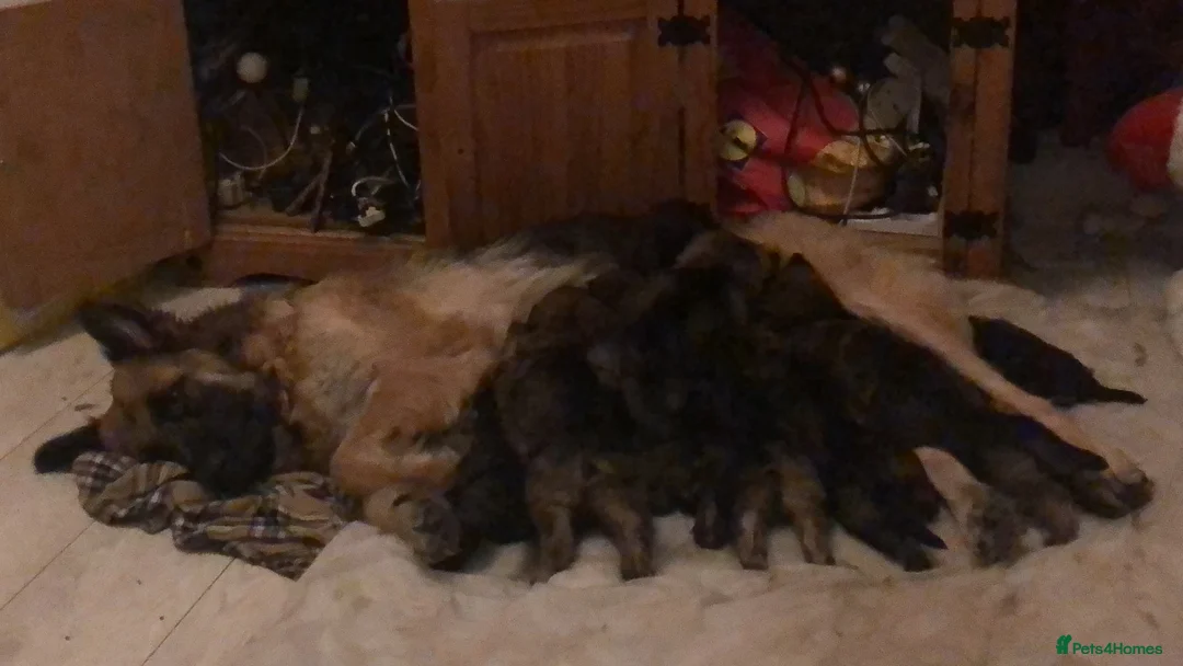 German Shepherd dogs for sale: 11 german shepherd puppies - Advert 11