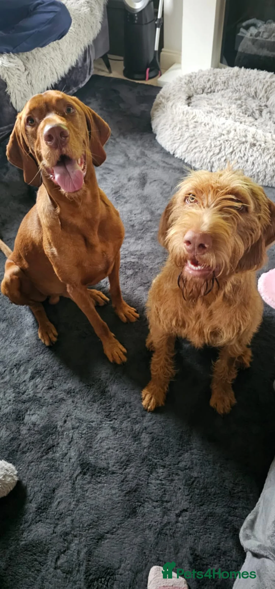 Hungarian Vizsla dogs for sale: Wirehaired vizsla puppies  - Advert 27