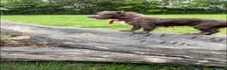 Cockapoo dogs for sale: ❤️Gorgeous F1 Cockapoo,❤️READY TO LEAVE ❤️ - Advert 11