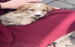 Cocker Spaniel dogs for sale: Beautiful cocker spaniel puppies  - Image 14