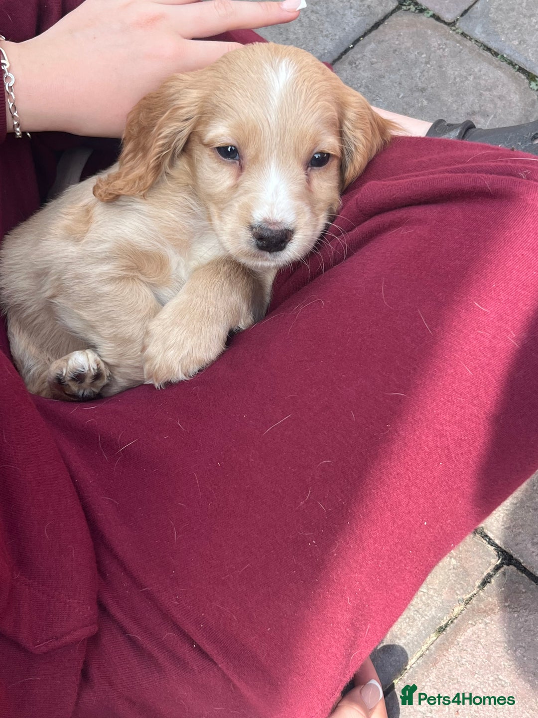 Cocker Spaniel dogs for sale: Beautiful cocker spaniel puppies  - Image 14