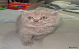 British Shorthair cats for sale: REDUCED!!! Stunning British Short Hair Kittens - Image 12