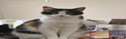 Mixed Breed cats for sale: 2 x female cats to be homed together  - Advert 9