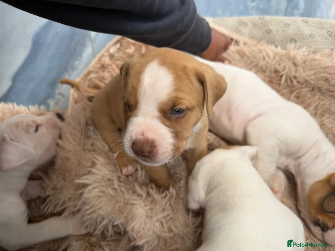 Bullmastiff dogs for sale: Beautiful puppies - Advert 2