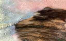 Mixed Breed cats for sale: Beautiful unique litter of 5 🩵💜🩵💜🩵 - Image 10