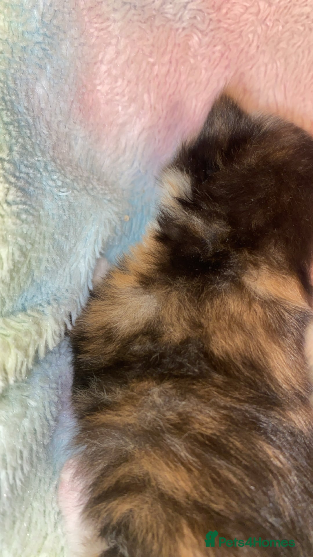 Mixed Breed cats for sale: Beautiful unique litter of 5 🩵💜🩵💜🩵 - Image 10