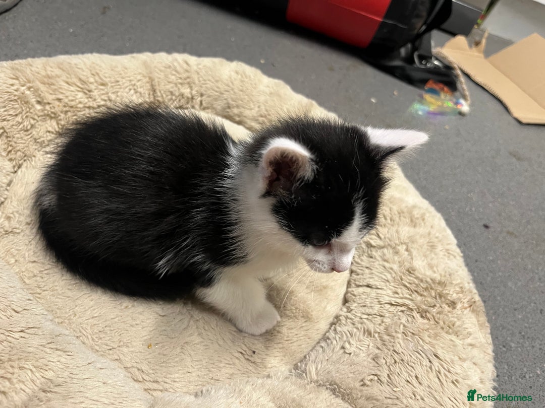 Mixed Breed cats for sale: 🐾 8 week old Beautiful Kitten - Advert 4