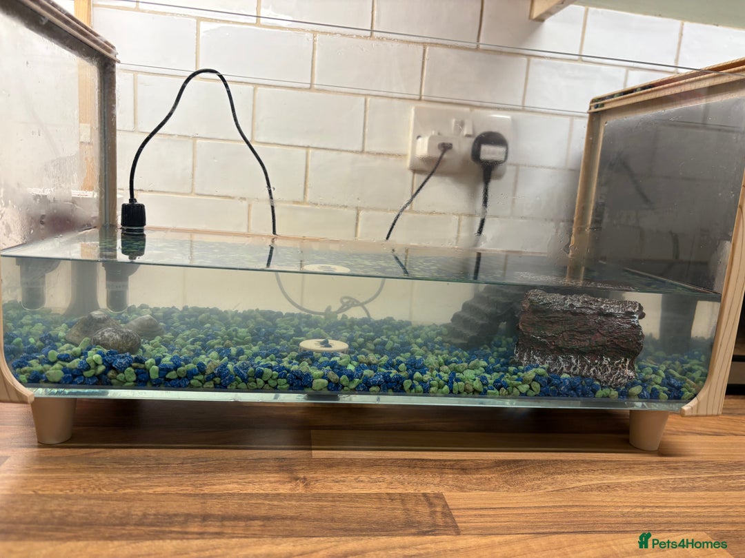 Turtle reptiles for sale: 2 male musk turtles - Image 7