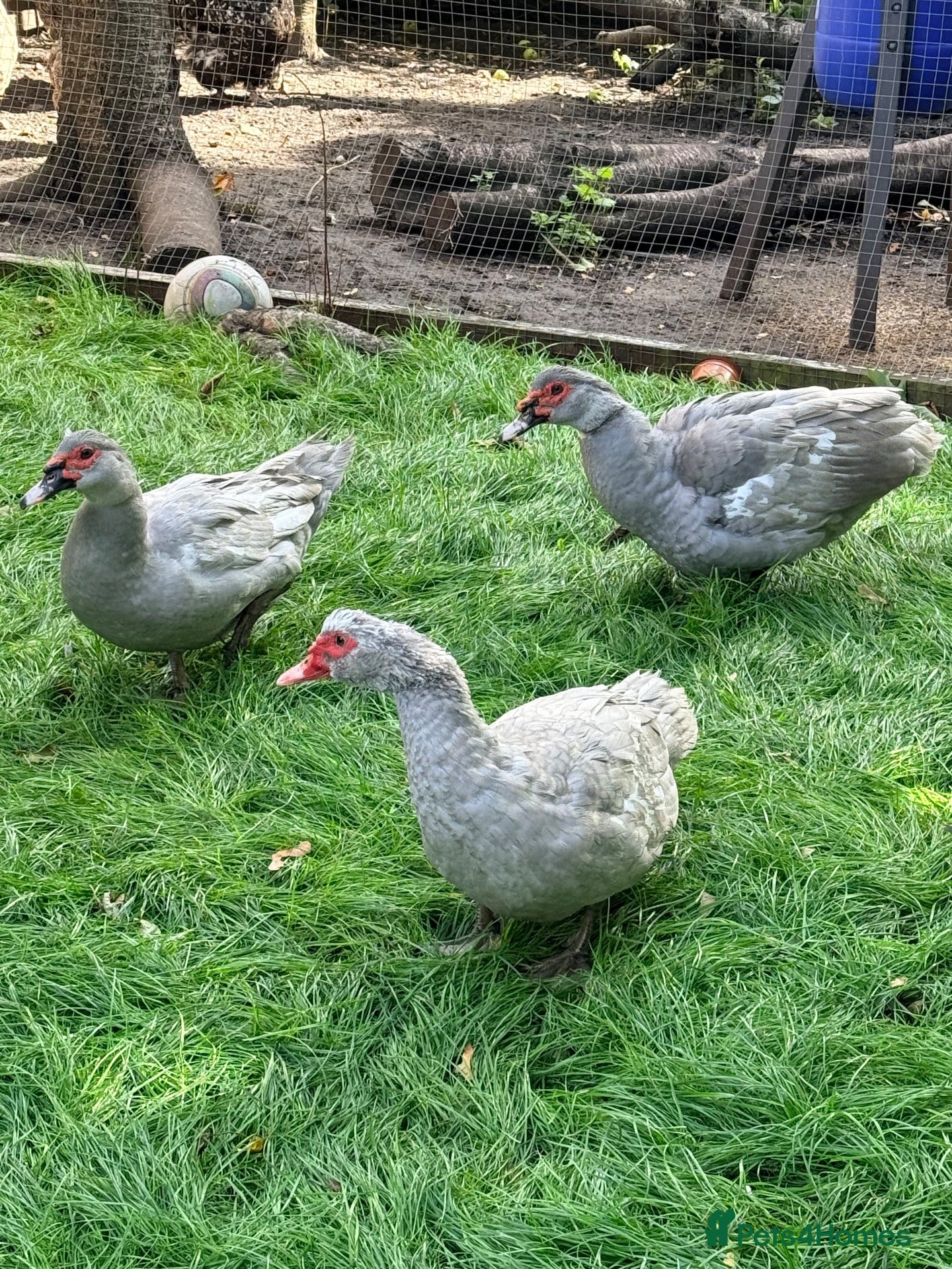 Ducks poultry Muscovy ducks trio - Advert 3