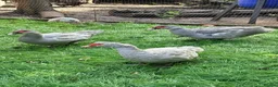 Ducks poultry for sale: Muscovy ducks trio - Advert 1