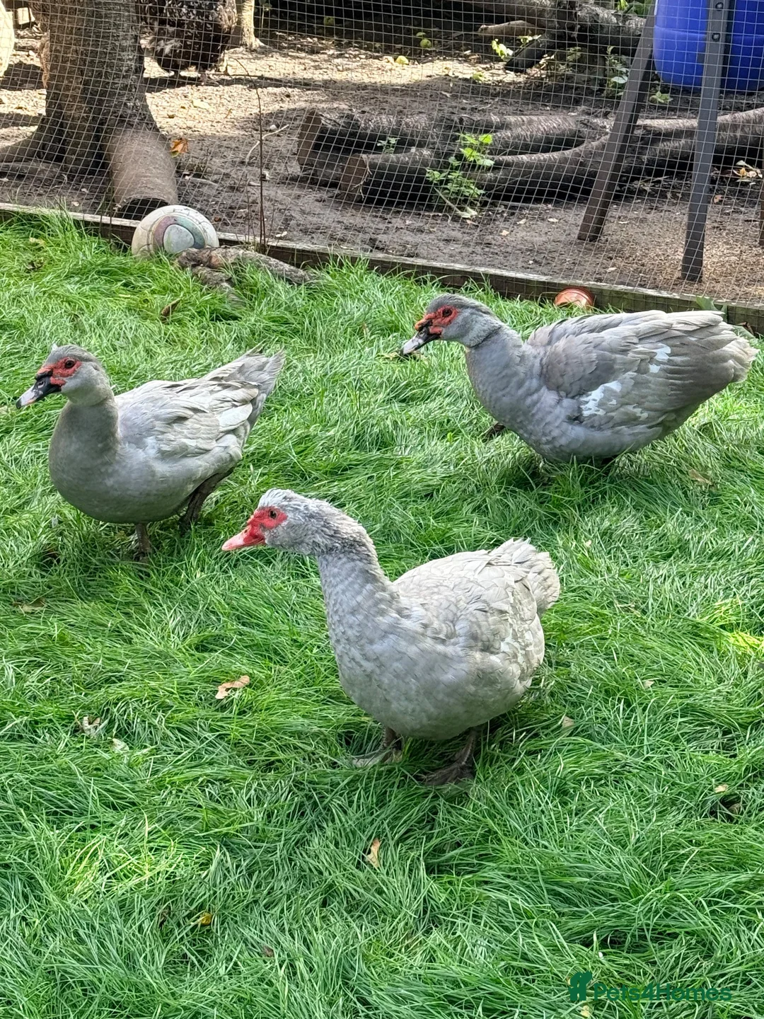 Ducks poultry for sale: Muscovy ducks trio - Advert 1