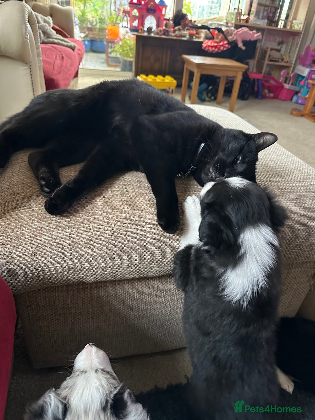 Border Collie dogs for sale: Beautiful litter of 8 border collies puppies - Advert 21