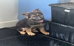 German Shepherd dogs for sale: German shepherd pups silver sable black/tan black  - Image 5