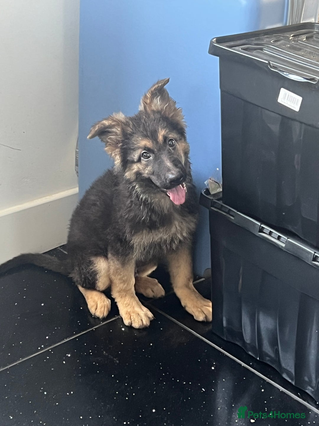 German Shepherd dogs for sale: German shepherd pups silver sable black/tan black  - Image 5