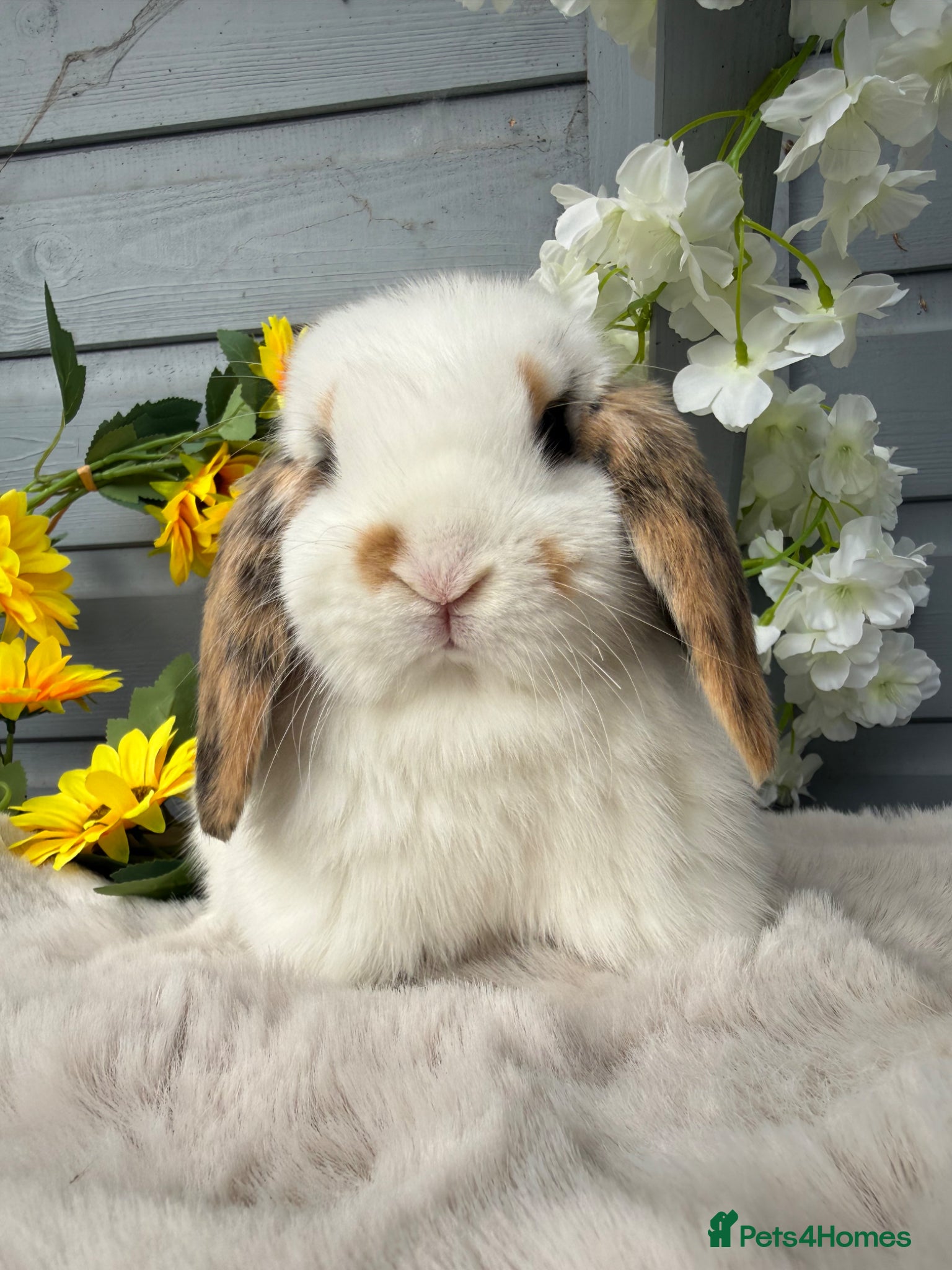 Mini Lop rabbits Beautiful tri coloured mini lops  - Advert 2