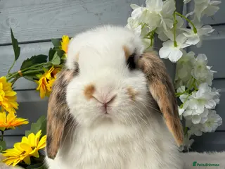 Mini Lop rabbits Beautiful tri coloured mini lops - Advert 2