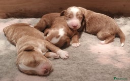 Mixed Breed dogs for sale: Australian doubledoodle puppies - Image 4