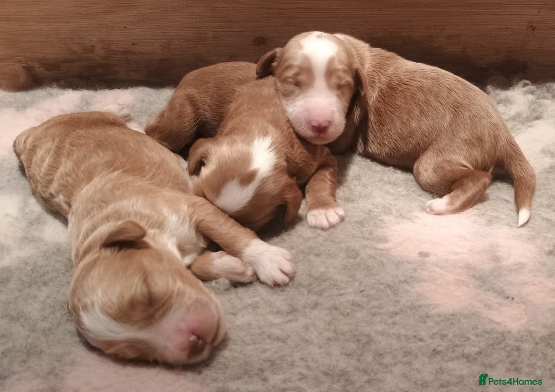 Mixed Breed dogs for sale: Australian doubledoodle puppies - Image 4