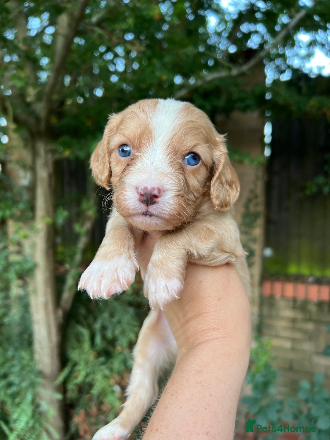 Cavapoo dogs for sale: Outstanding quality Cavapoos - Image 3