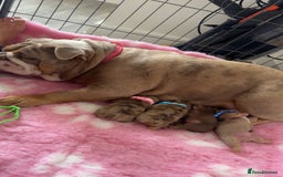 English Bulldog dogs for sale: Stunning chocolate boy - Image 2