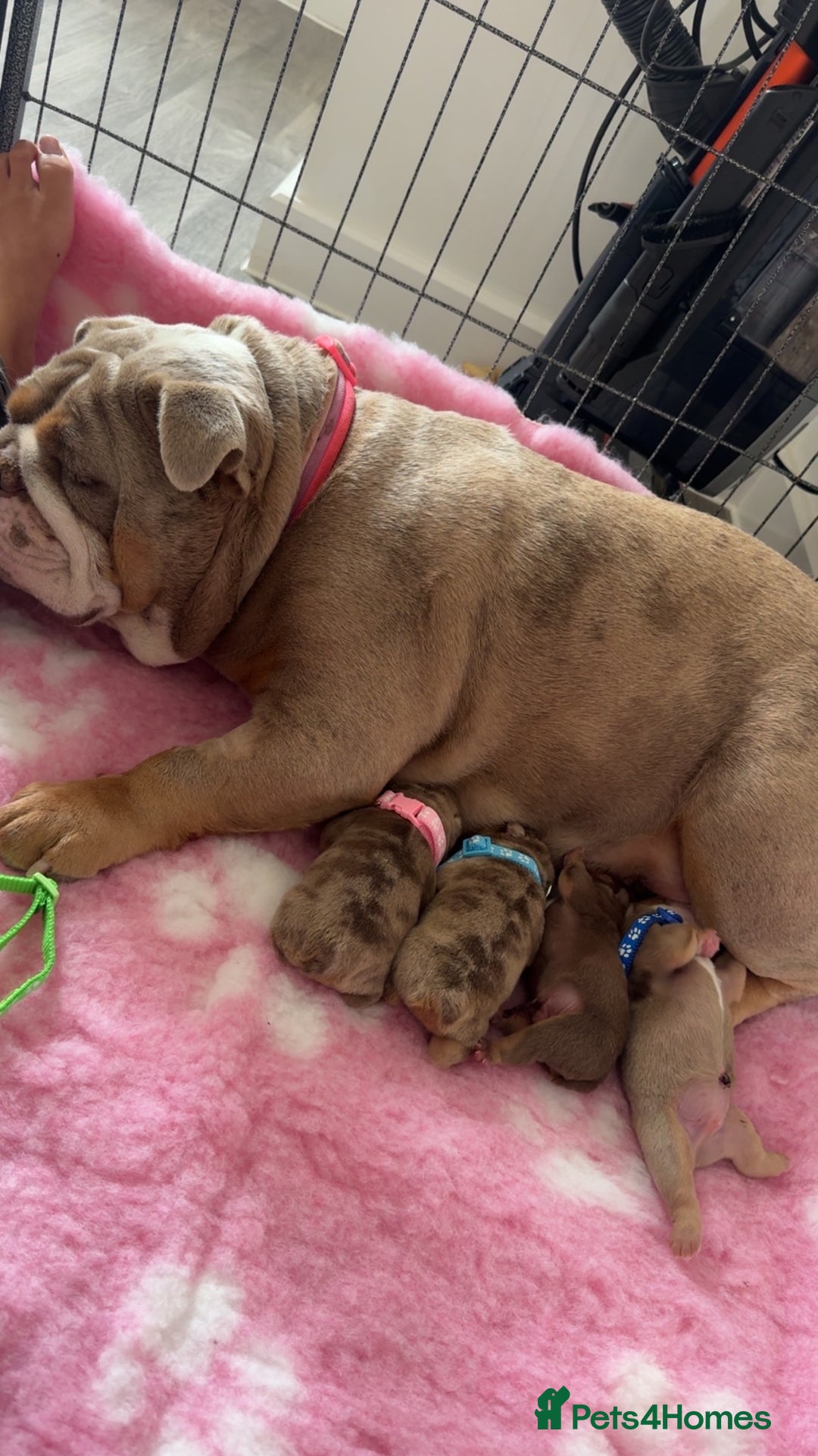 English Bulldog dogs for sale: Stunning chocolate boy - Image 2