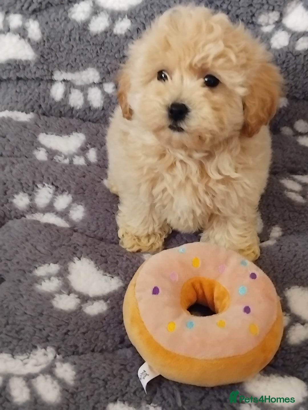 Maltipoo dogs for sale:  Maltipoo puppies  mix litter - Image 17