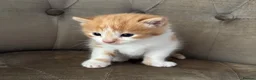 Mixed Breed cats for sale: Kittens 2girls 2boys left ginger/white ready today - Advert 10