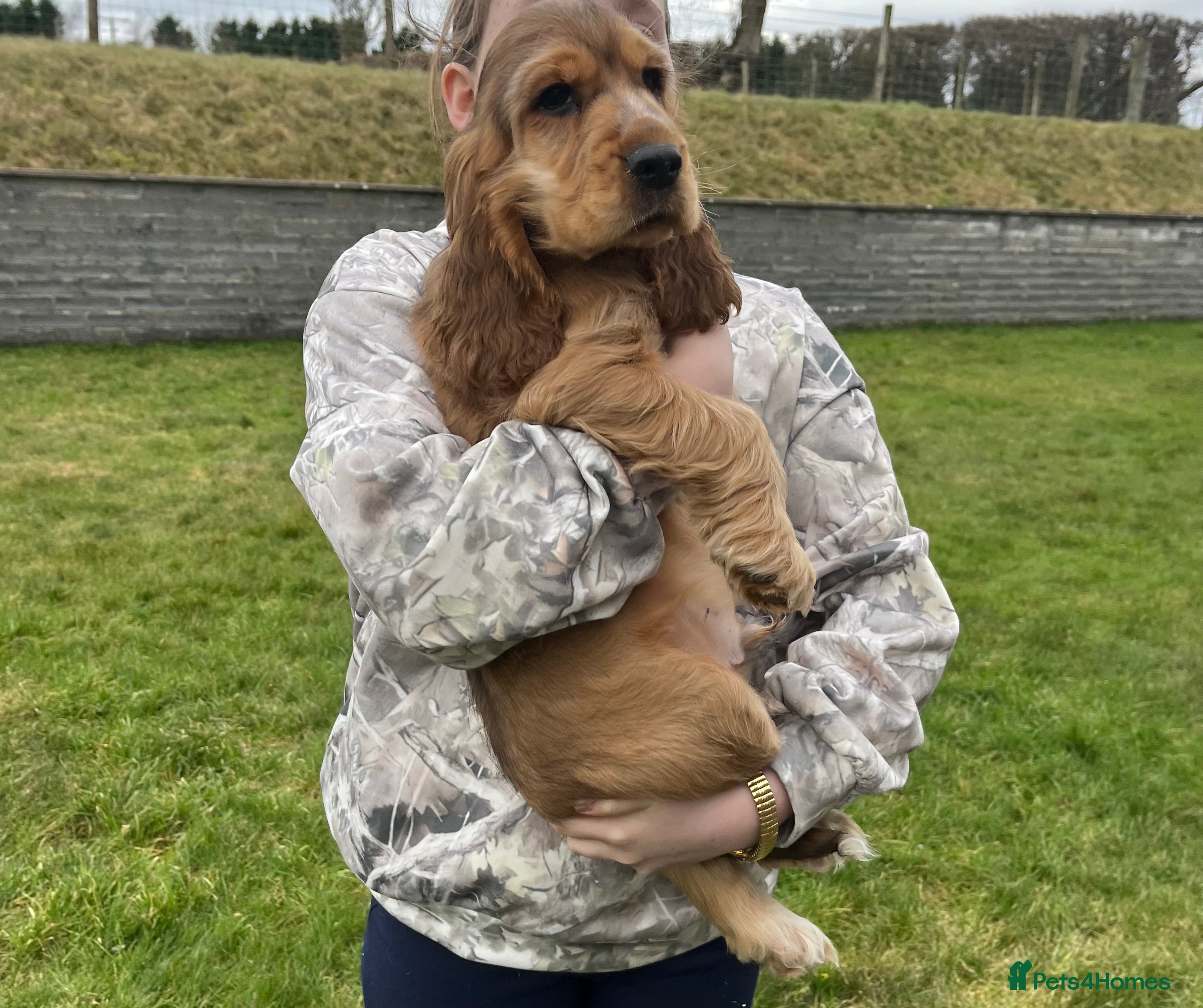 Cocker Spaniel dogs Health tested KC reg GOLDEN BOY show type cockers - Advert 6