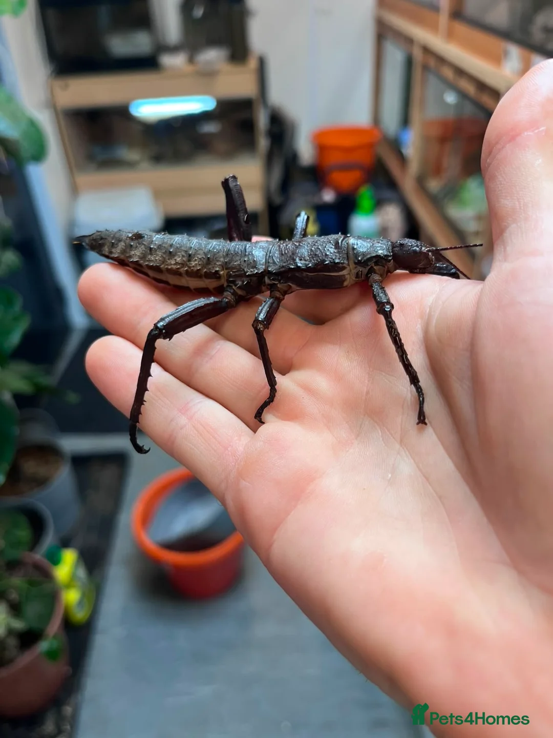 Stick Insects invertebrates for sale: Eurycantha calcarata  in Stockport - Advert 2