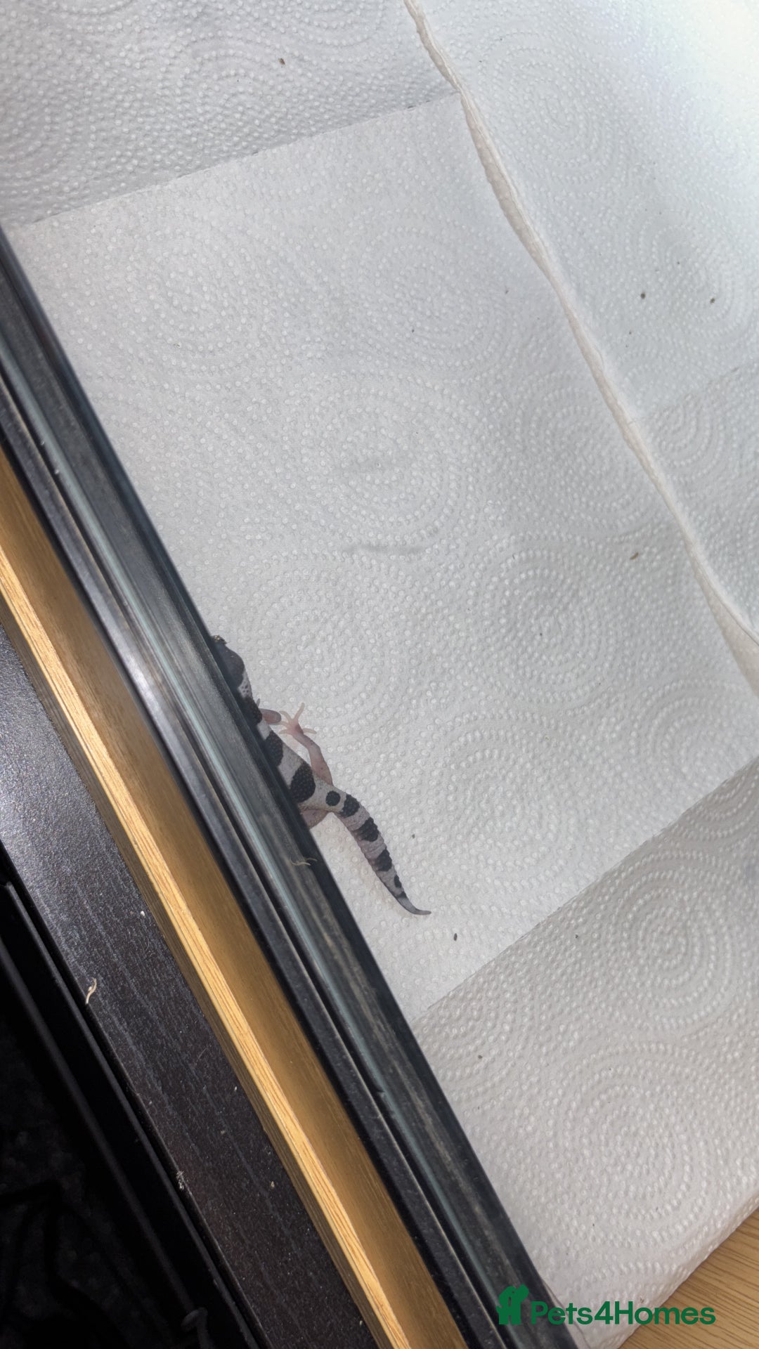 Gecko reptiles for sale: Baby leopard geckos  - Image 1