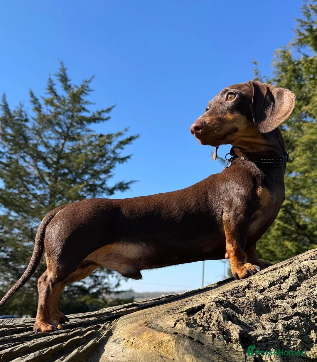 Miniature Dachshund dogs for stud: ⭐️ 5 Star Handsome Hugo ⭐️ in Gloucester - Advert 2