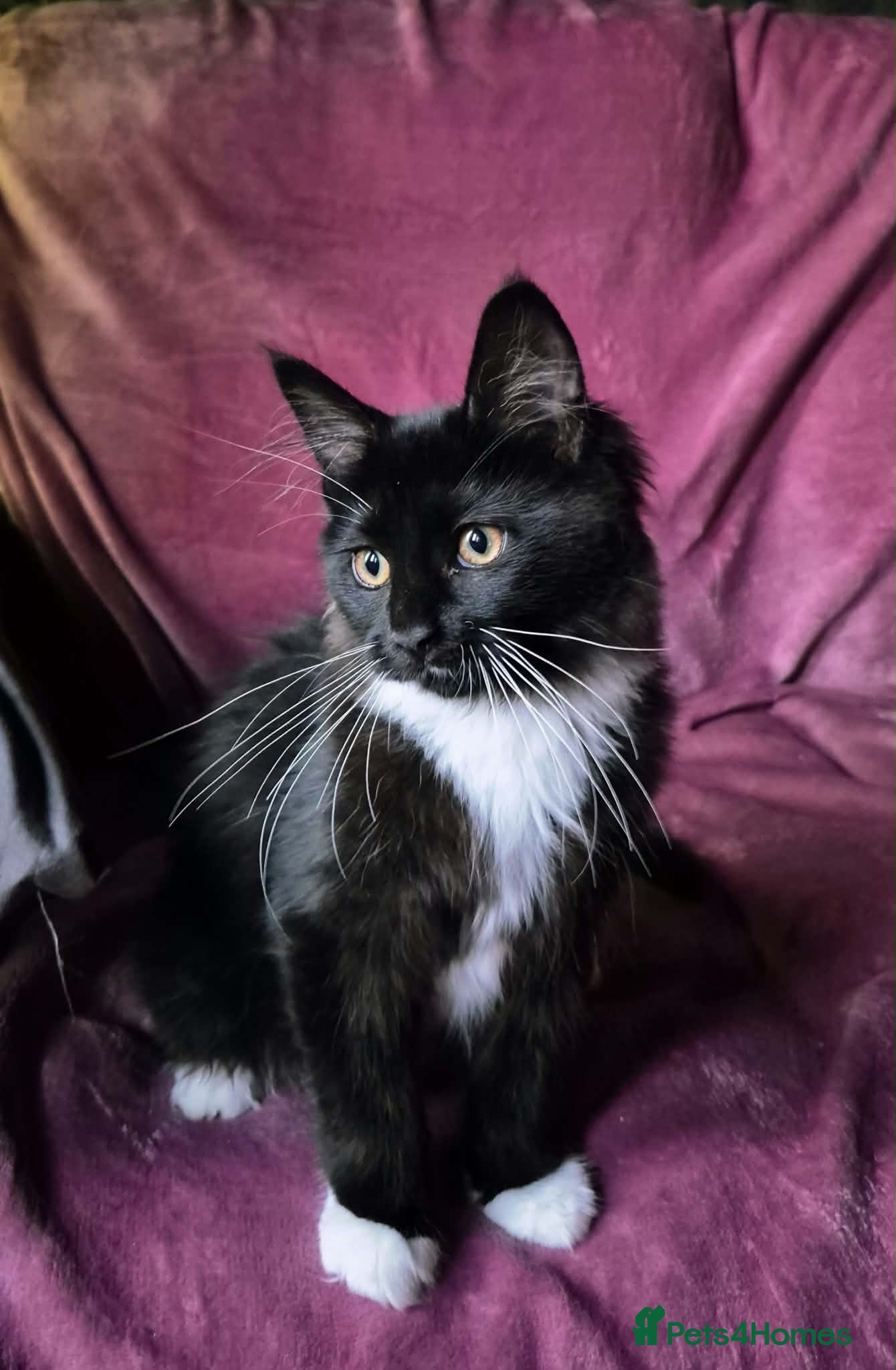 Maine Coon cats TICA registered Stunning Big boys - Advert 1