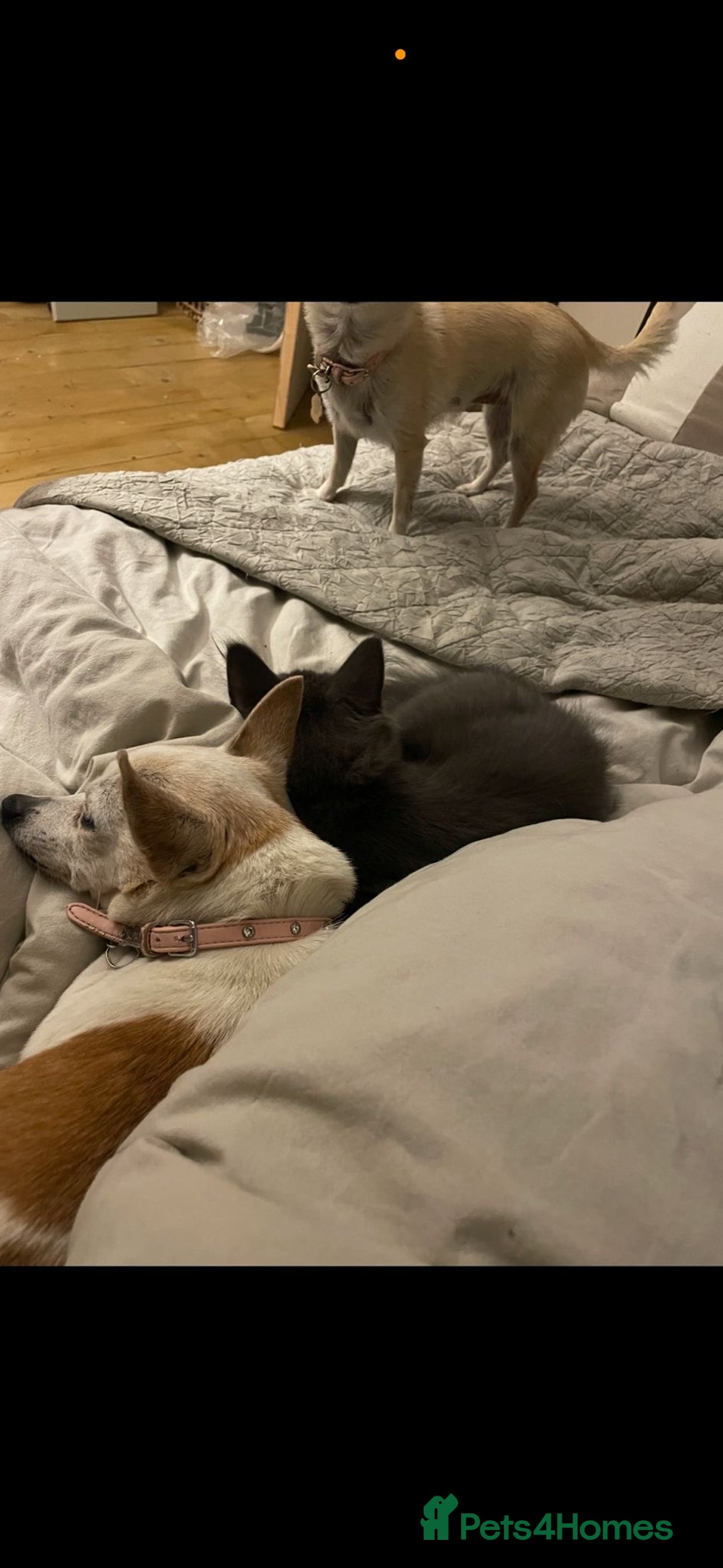 Maine Coon cats for sale: BlueSmoke Male Maine Coon🐾TICA Reg! ACTIVE!!  - Advert 26